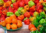 Sweet Pepper Vegetable Seeds for Planting - 100 Pcs pcs - Dharaseeds