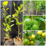 Citrus garden Sweet Persian Lemon Seeds for growers
