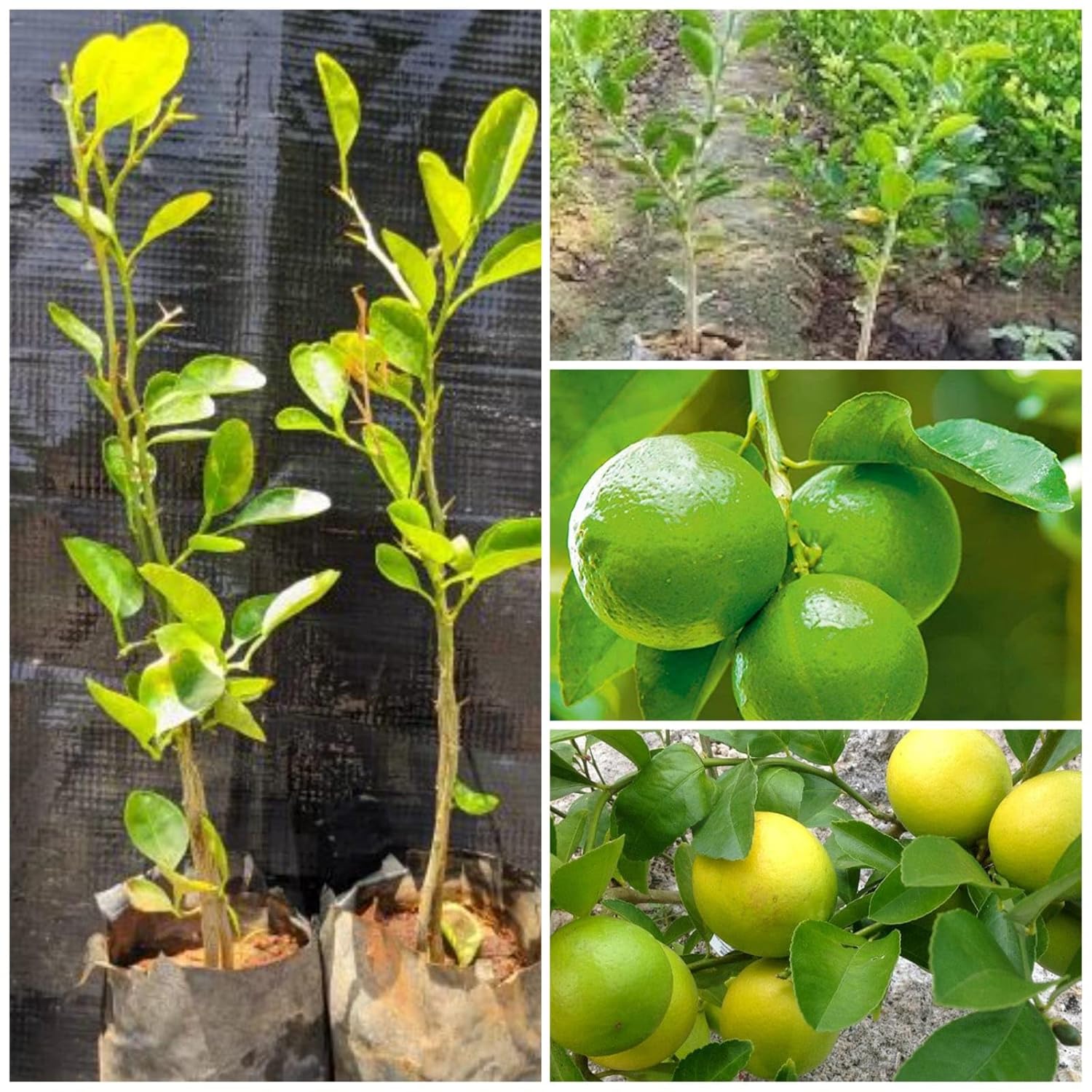 Citrus garden Sweet Persian Lemon Seeds for growers