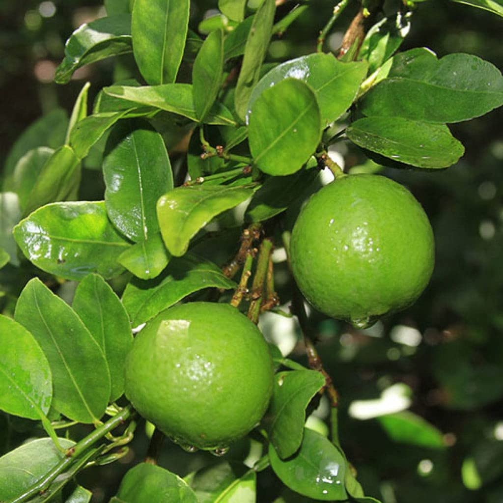 Sweet Persian Lemon Seeds for planting citrus tree variety