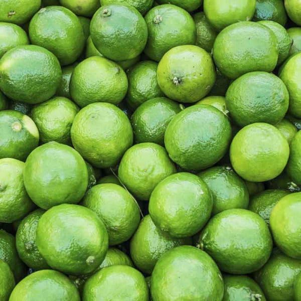 Sweet Persian Lemon tree fruiting from quality lemon seeds