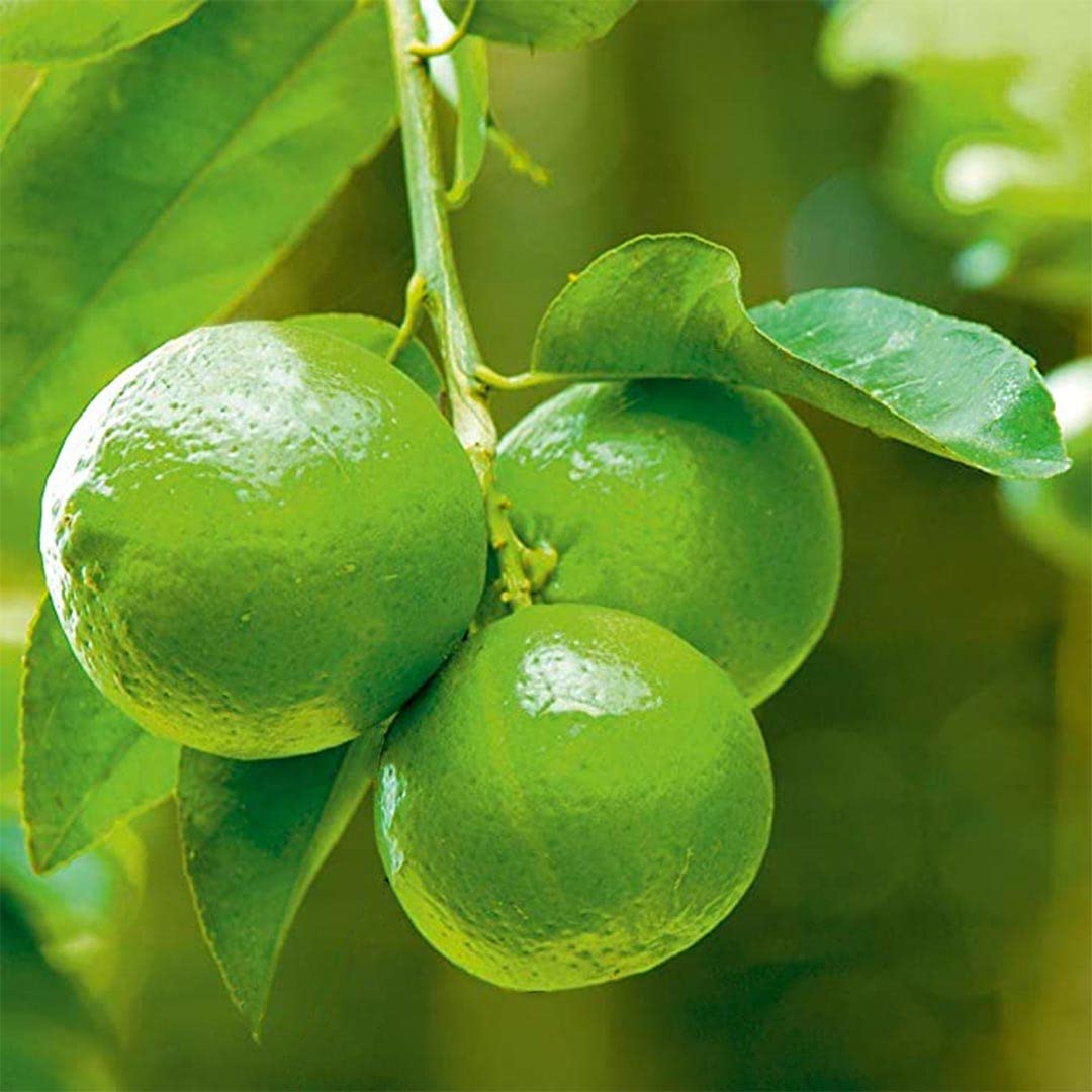 Non-GMO Sweet Persian Lemon Seeds high germination