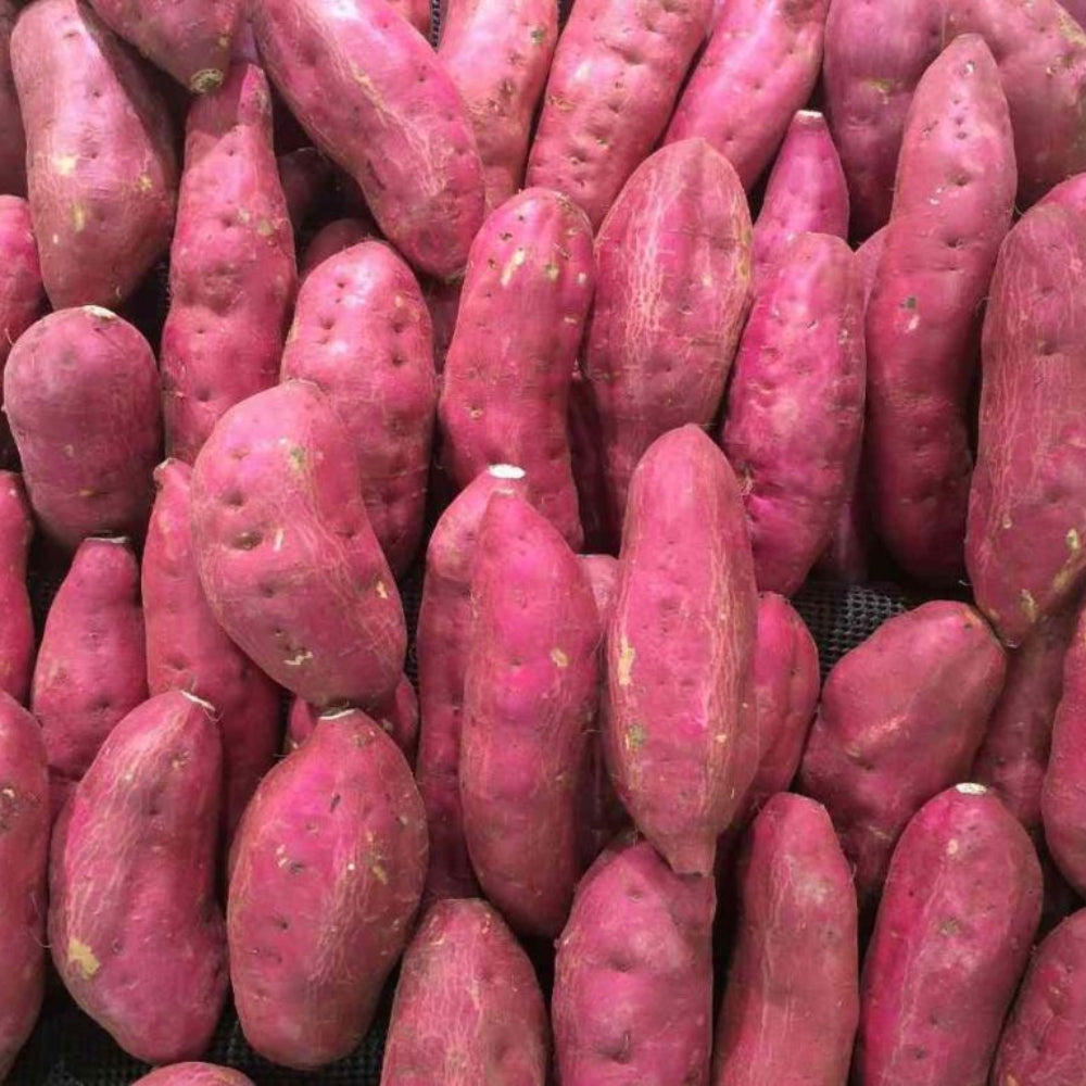 Pink Batatas Potato Vegetable Seeds for Planting - heirloom & Non GMO Seeds