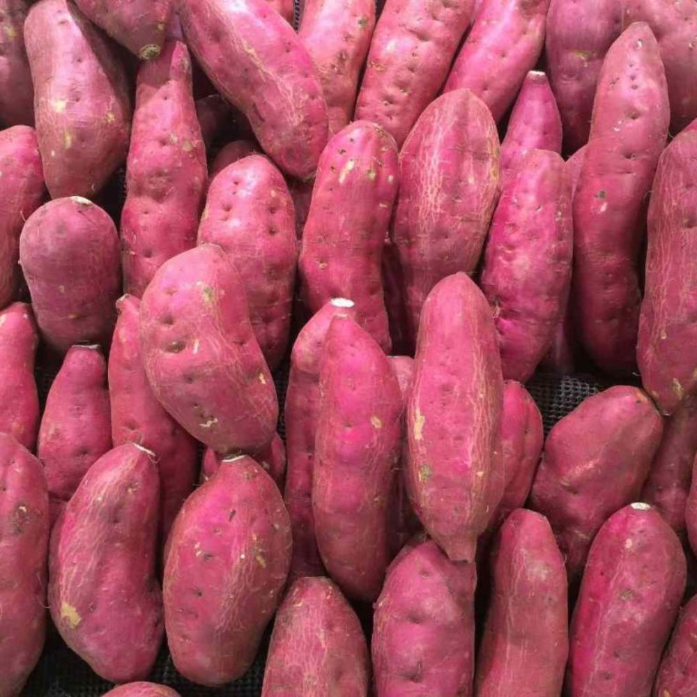 Pink Batatas Potato Seeds for Planting - heirloom & Non GMO Seeds