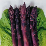 Sweet Purple Asparagus Seeds for organic gardening