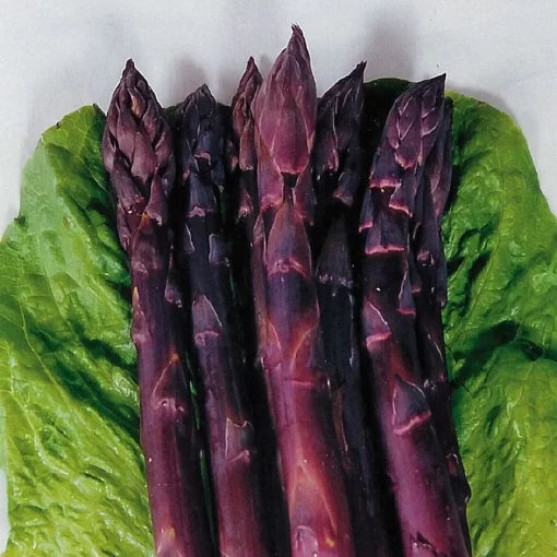 Sweet Purple Asparagus Seeds for organic gardening