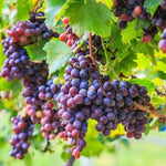 Non-GMO sweet purple grape seeds for home gardening