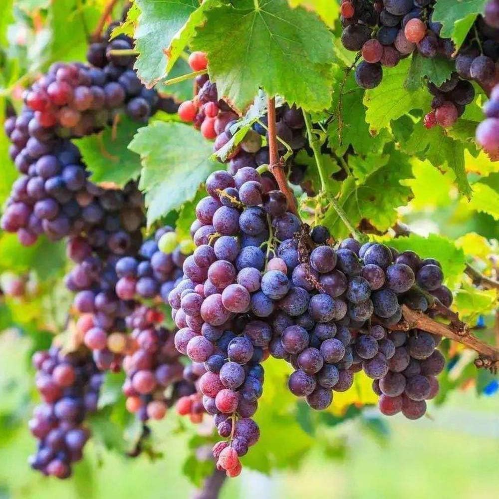 Non-GMO sweet purple grape seeds for home gardening