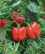 Sweet red pepper Capsicum annuum seeds for planting in organic vegetable gardens - Dharaseeds