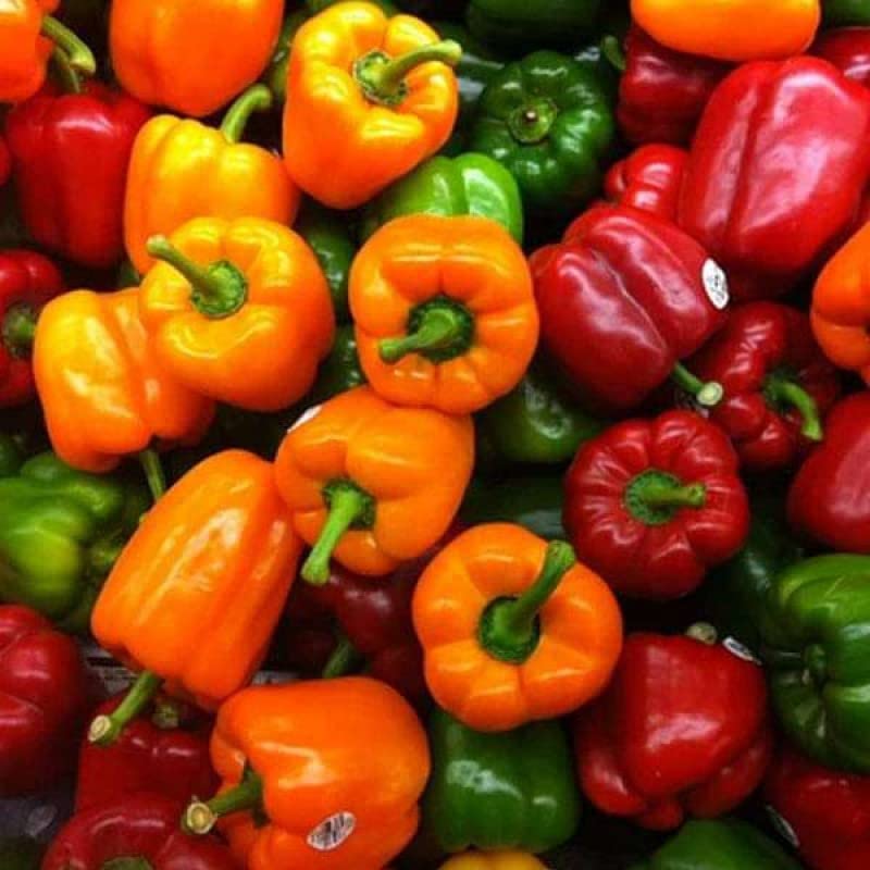 Sweet red pepper Capsicum annuum seeds for planting in organic vegetable gardens - Dharaseeds