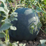 Sweet red watermelon fruit grown from quality planting seeds
