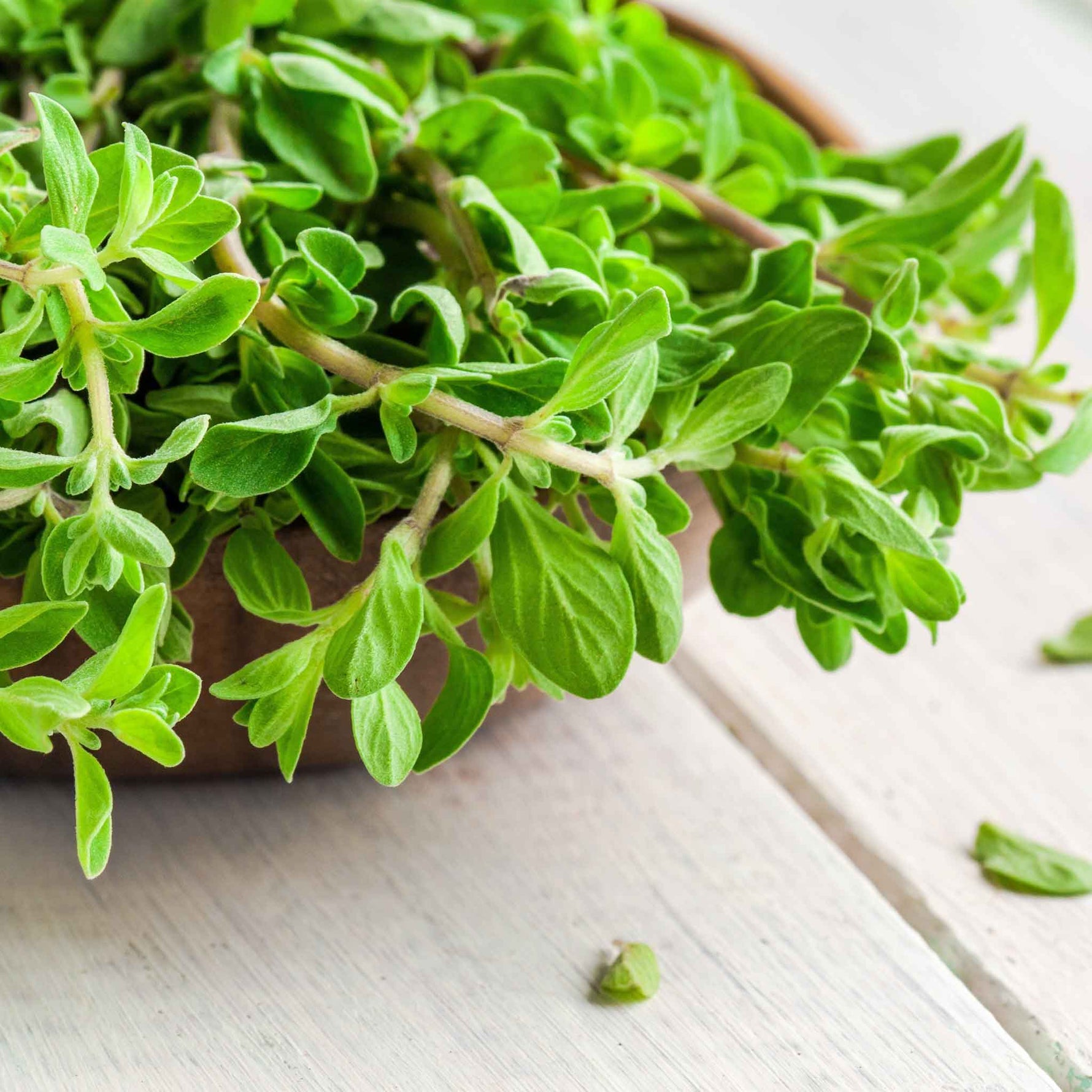 Marjoram herb seeds with sweet and spicy aroma for planting