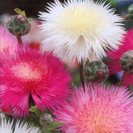 Sweet Sultan Open Pollinated heirloom non-gmo garden seeds