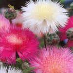 Sweet Sultan Open Pollinated heirloom non-gmo garden seeds