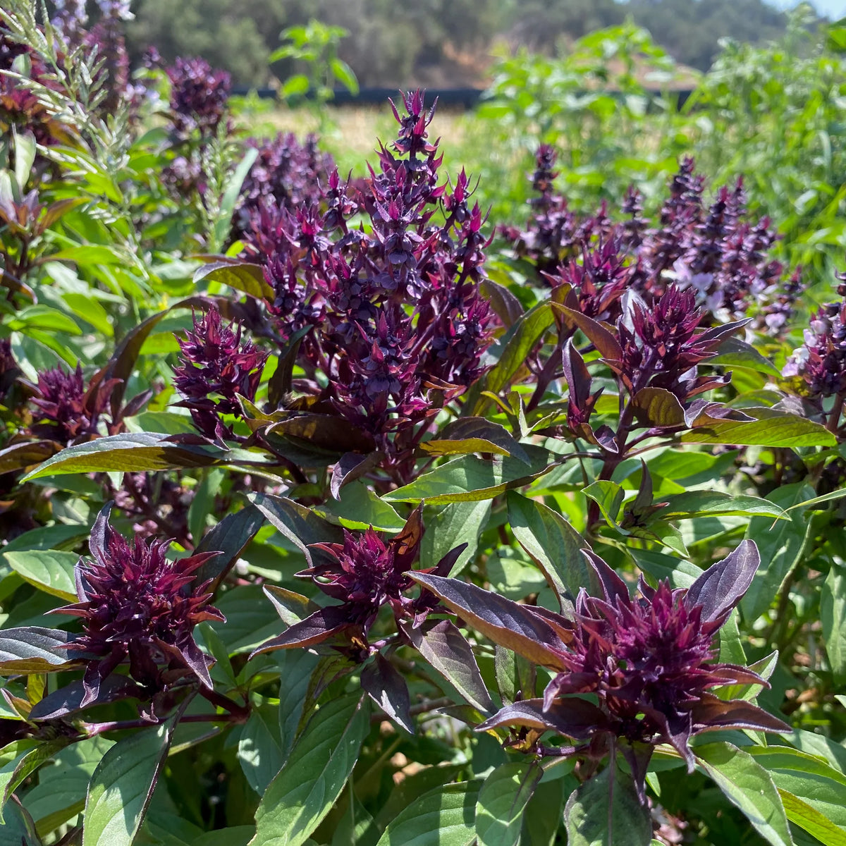 Sweet Thai Basil herb seeds for home culinary garden use
