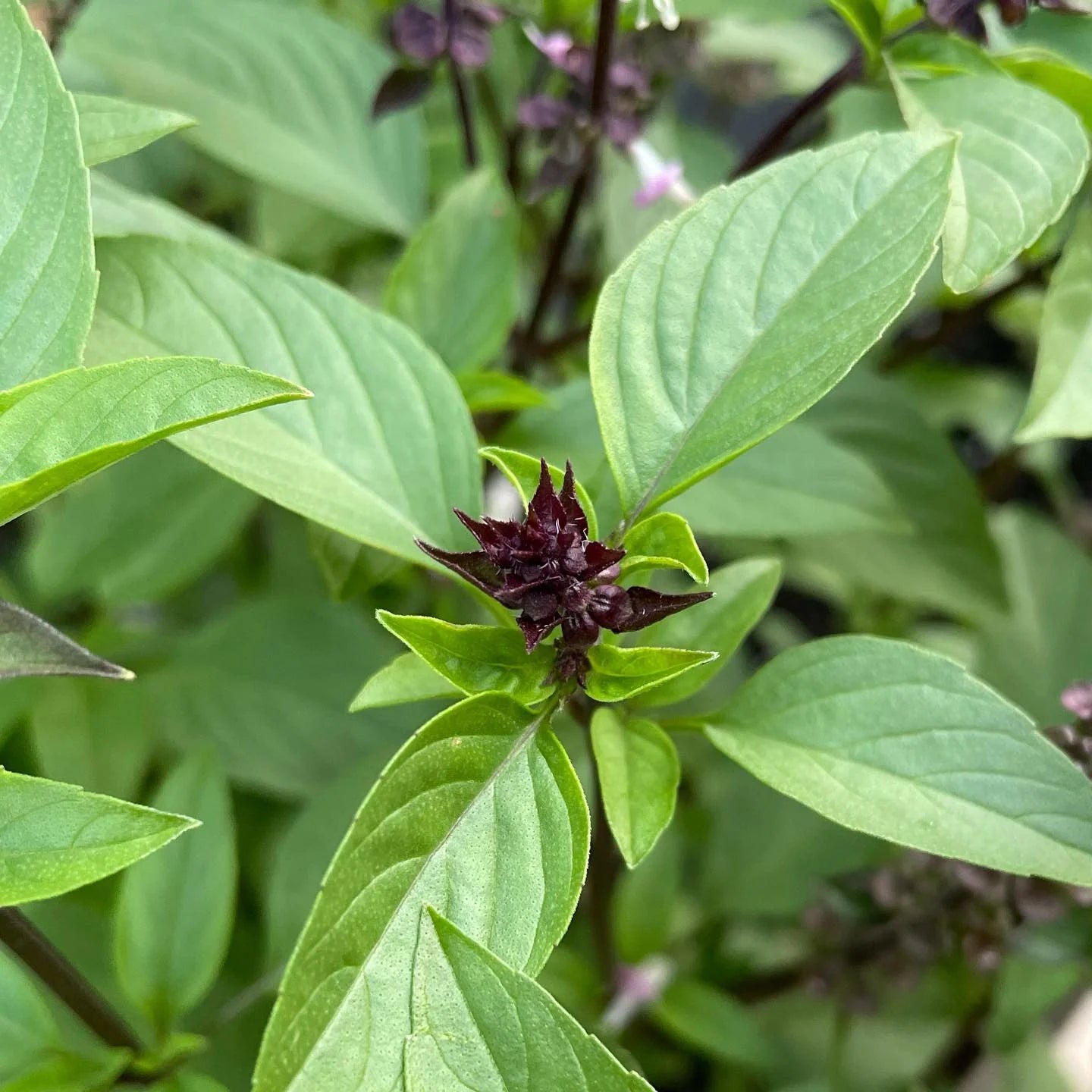 Heirloom Non-GMO Sweet Thai Basil seeds for home herb gardens
