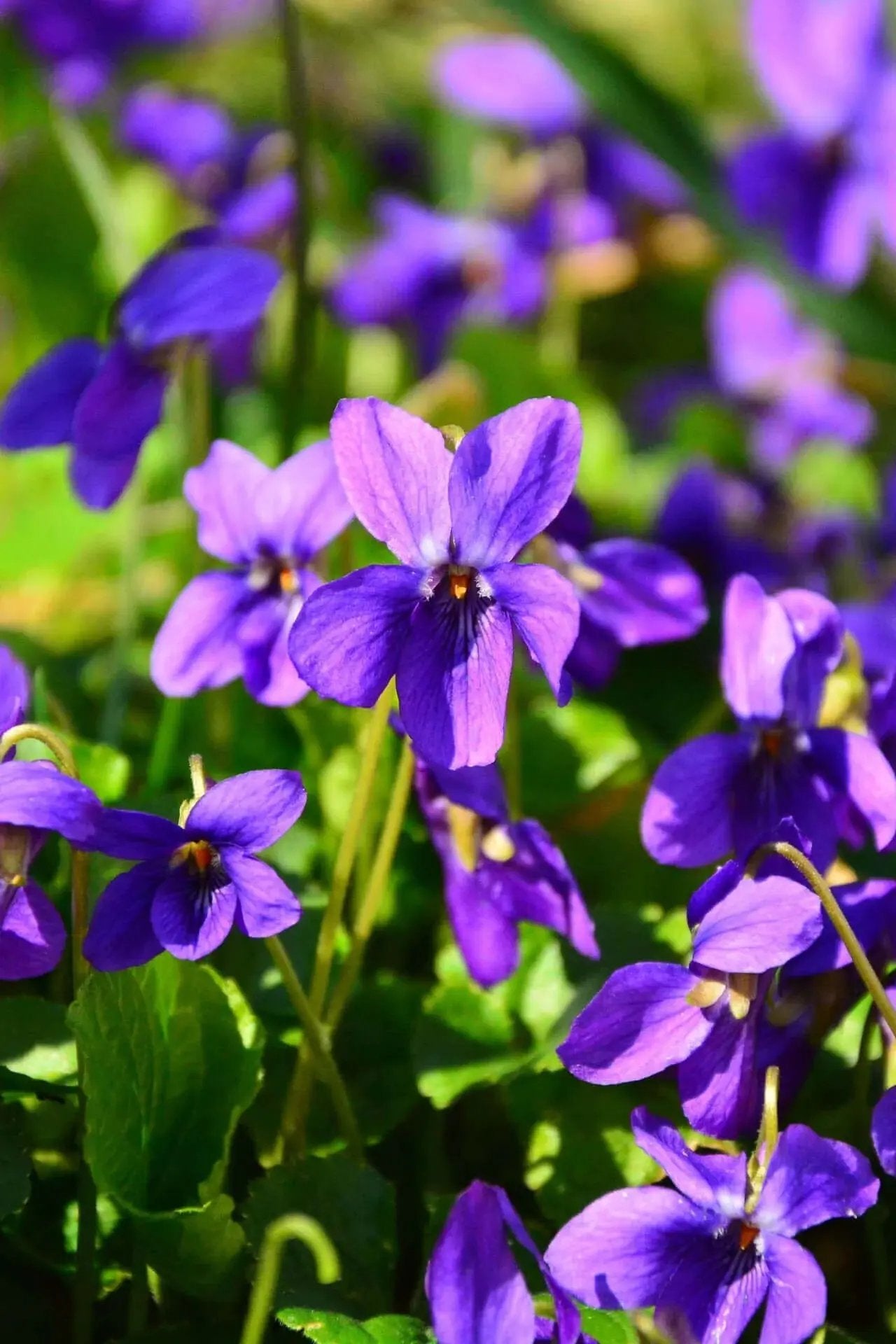 Violet Flower Seeds for Planting, NON GMO Seeds Dhara Seeds