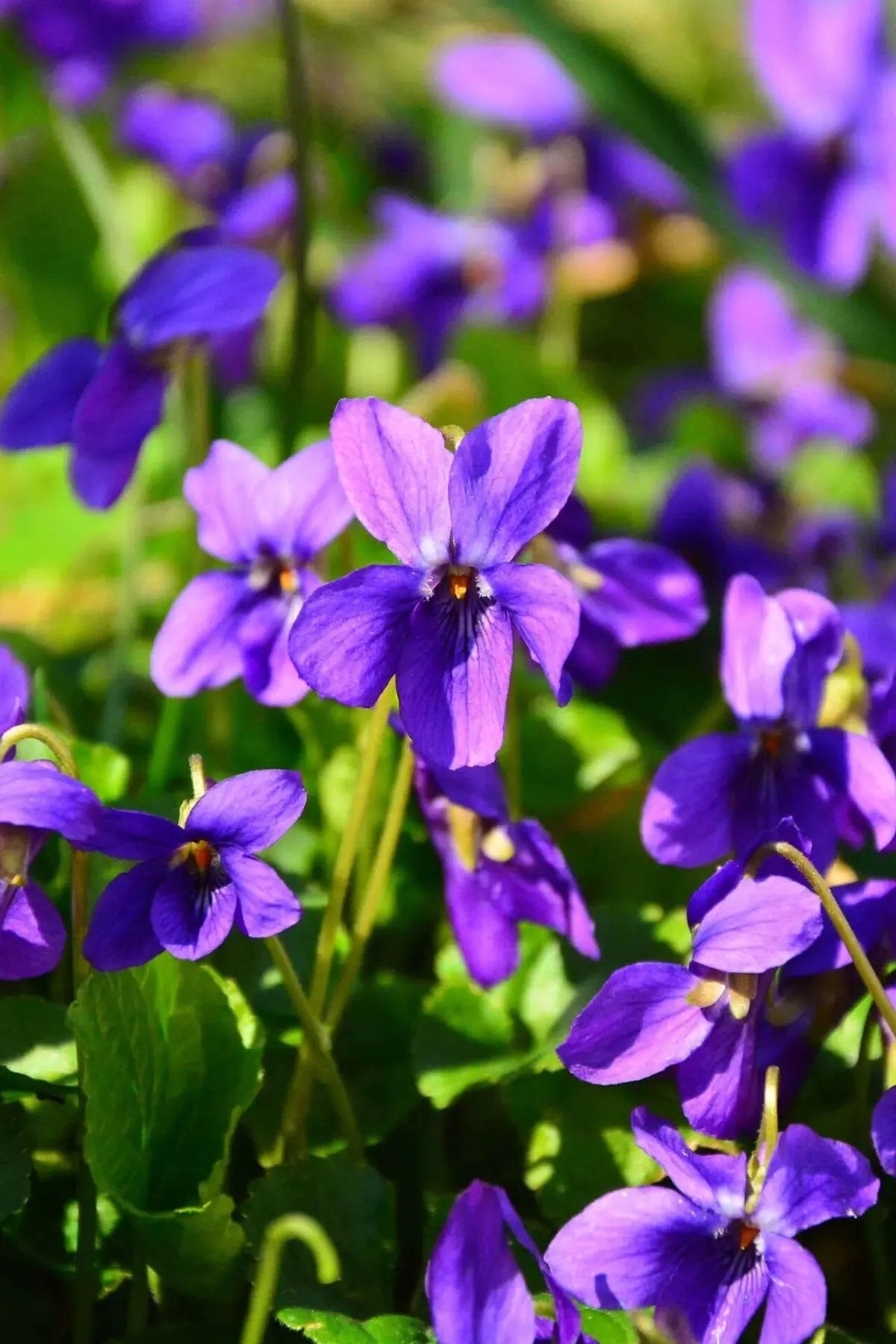 Violet Flower Seeds for Planting, NON GMO Seeds for planting in home garden