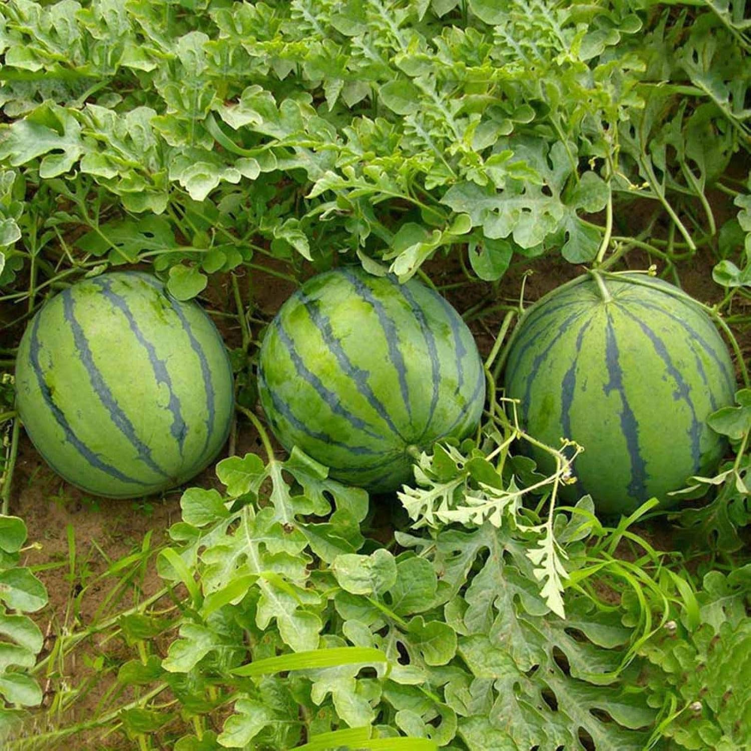 Sweet juicy watermelon seeds Triple Crown high yield variety