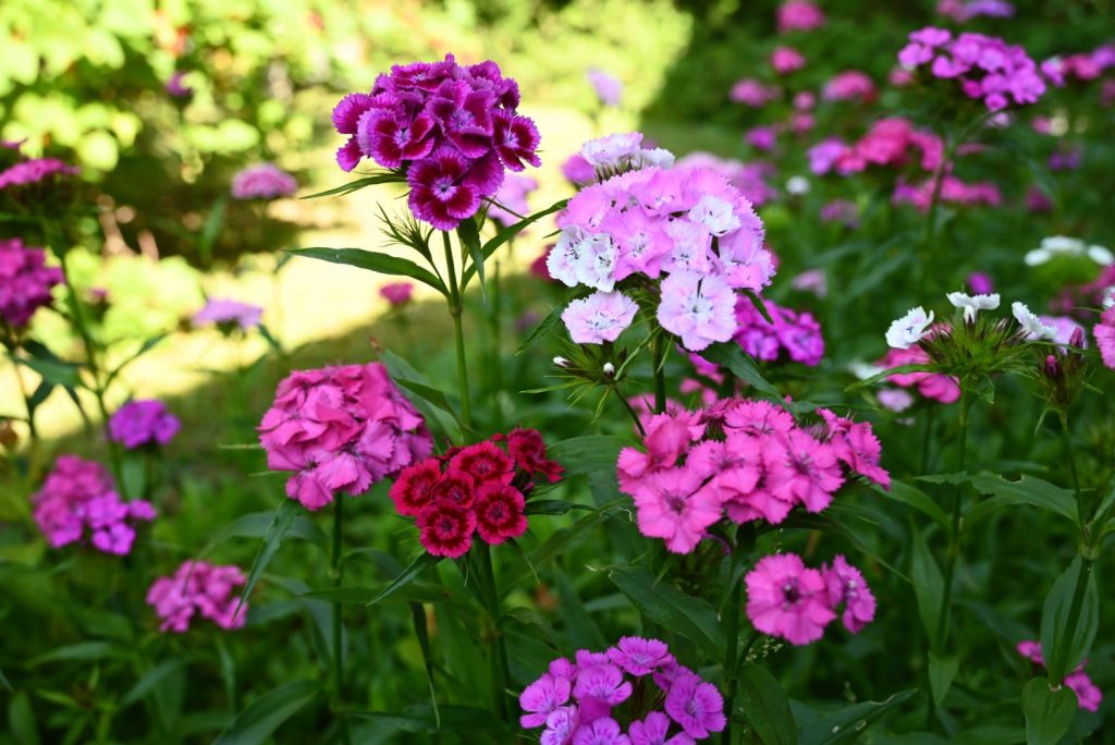 Dianthus Dianthus Barbatus Pink Beauty Flower Seeds for Planting – Decorative Blooms for Beds, Borders, and Pots