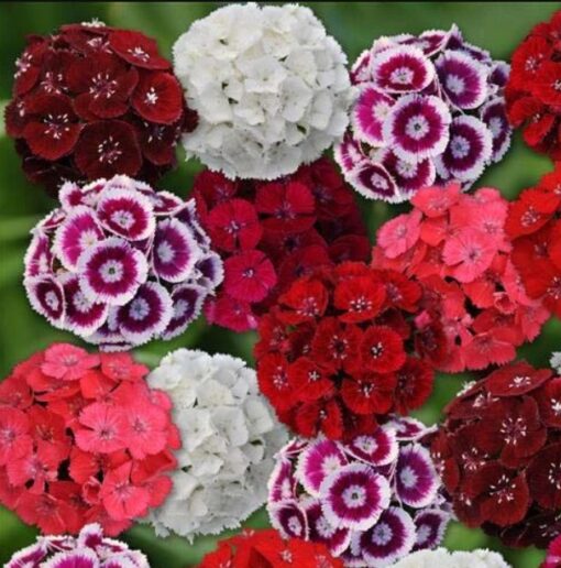 Sweet William Open Pollinated heirloom non-gmo garden seeds