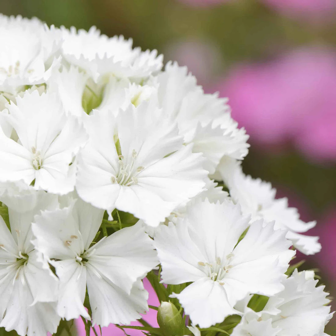 Sweet William Seeds - Albus