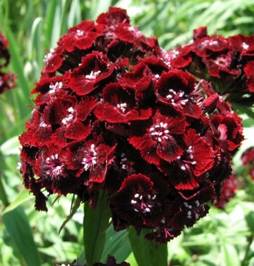 Sweet William Black Prince Open Pollinated heirloom non-gmo organic garden seeds