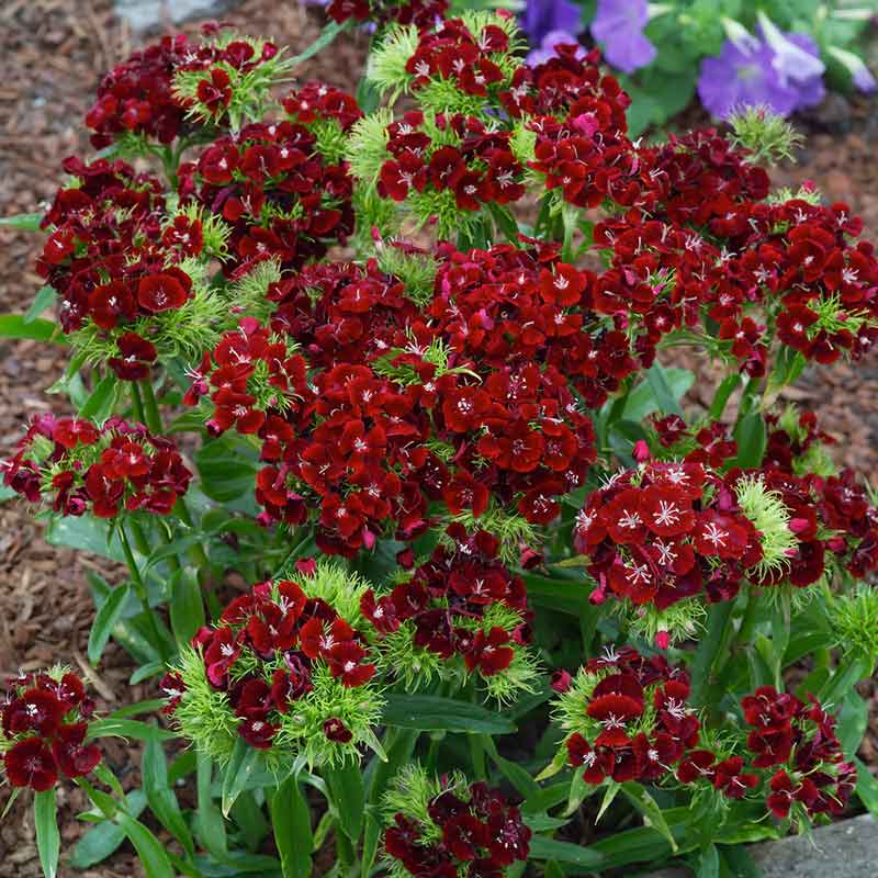 flowers high quality flower seeds for growing vibrant and colorful blooms in home gardens and landscapes organic flowers premium organic flower seeds for sustainable gardening and beautiful blossoms suitable for all climates