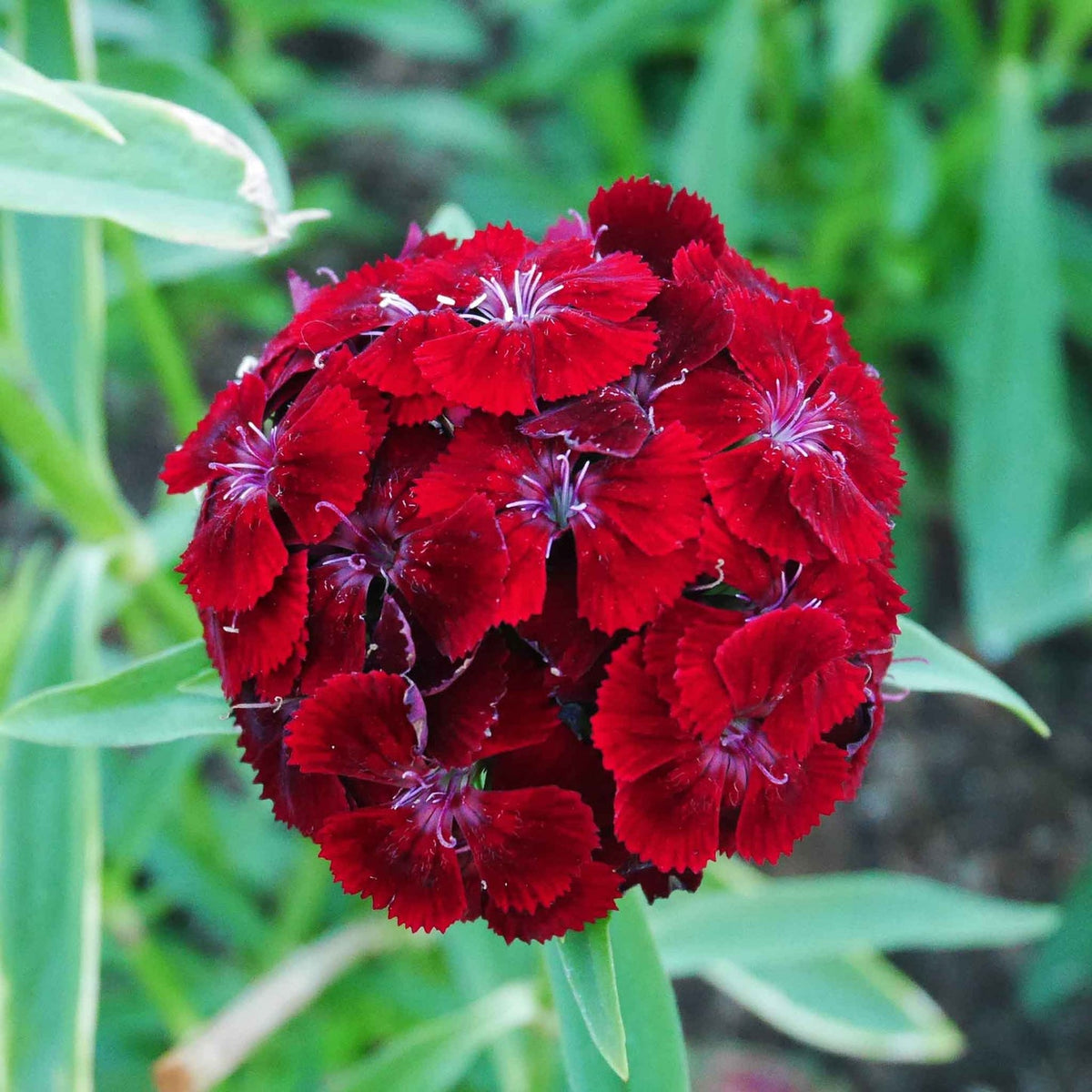 Dianthus Dunetti Seeds ( , Bright and Colorful Flowers)