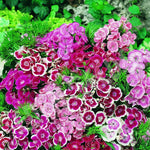 flowers high quality flower seeds for growing vibrant and colorful blooms in home gardens and landscapes organic flowers premium organic flower seeds for sustainable gardening and beautiful blossoms suitable for all climates