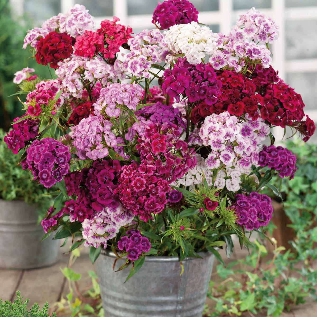 flowers high quality flower seeds for growing vibrant and colorful blooms in home gardens and landscapes organic flowers premium organic flower seeds for sustainable gardening and beautiful blossoms suitable for all climates