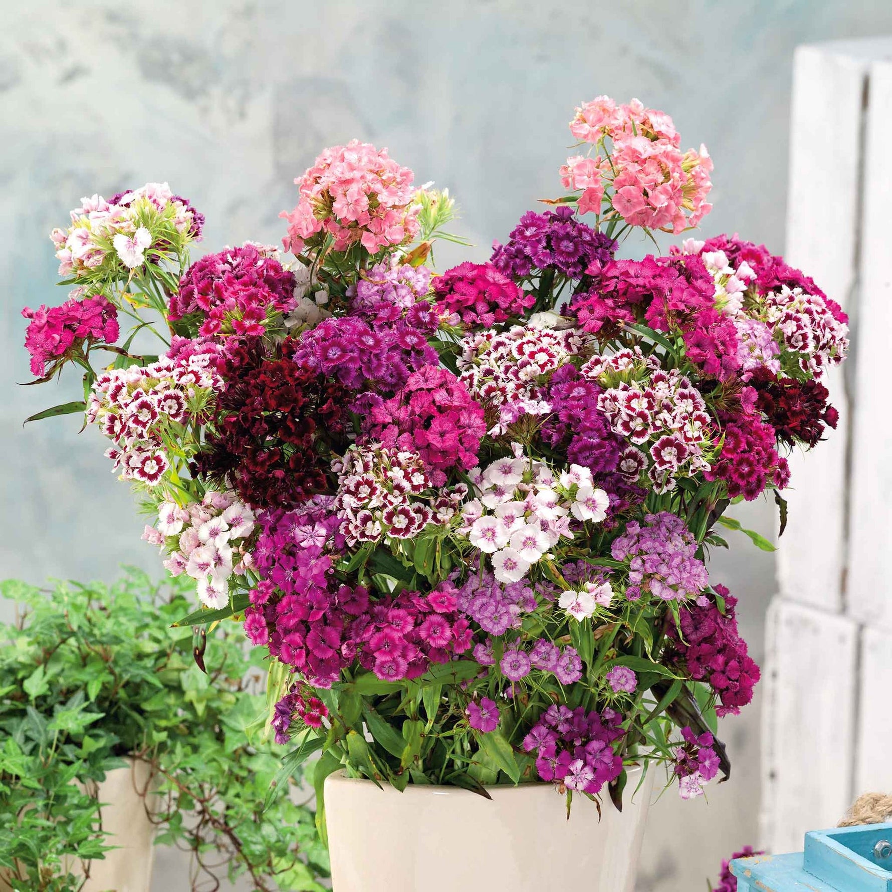 flowers high quality flower seeds for growing vibrant and colorful blooms in home gardens and landscapes organic flowers premium organic flower seeds for sustainable gardening and beautiful blossoms suitable for all climates