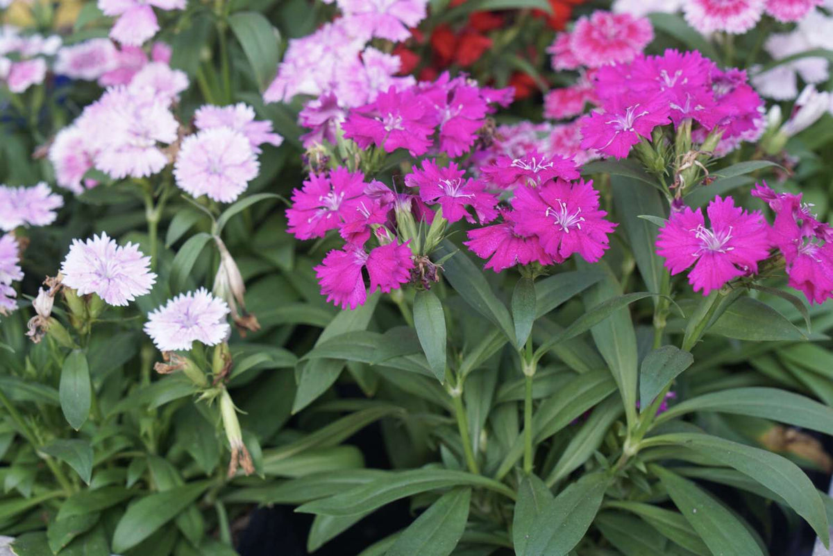 Dianthus Dianthus Barbatus Pink Sweet William Flower Seeds for Planting – Bright Blooms for Pollinator Gardens and Borders