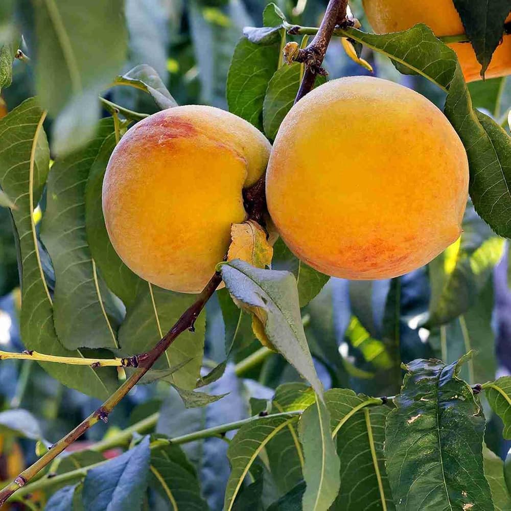 Sweet yellow peach bonsai seeds for planting indoors and outdoor containers