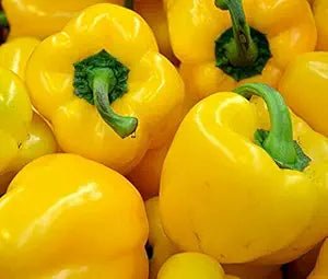 Sweet Yellow Pepper Golden California Wonder Seeds – Bright Golden Fruits, Non - GMO - Dharaseeds
