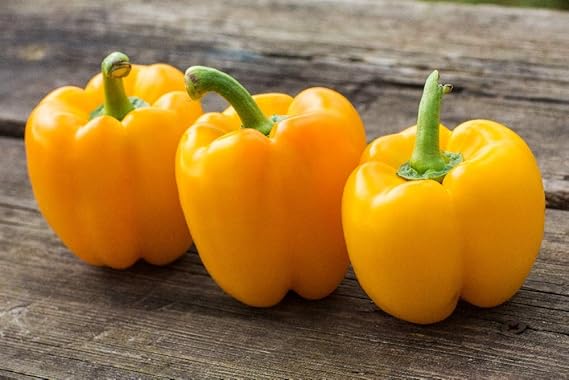 Sweet Yellow Pepper Golden California Wonder Seeds – Bright Golden Fruits, Non - GMO - Dharaseeds