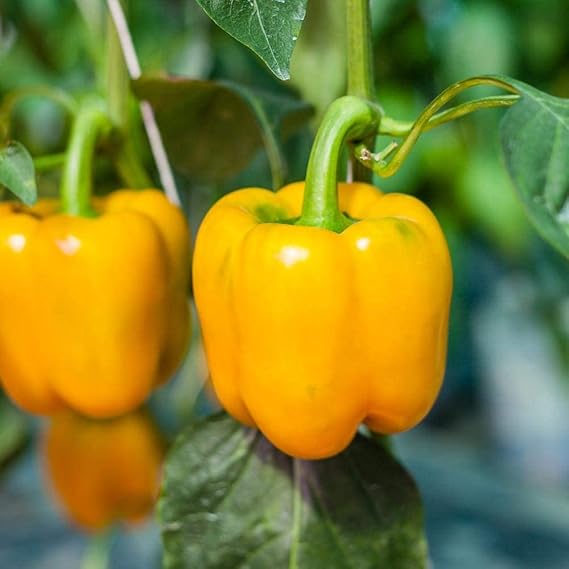 Sweet Yellow Pepper Golden California Wonder Seeds – Bright Golden Fruits, Non - GMO - Dharaseeds