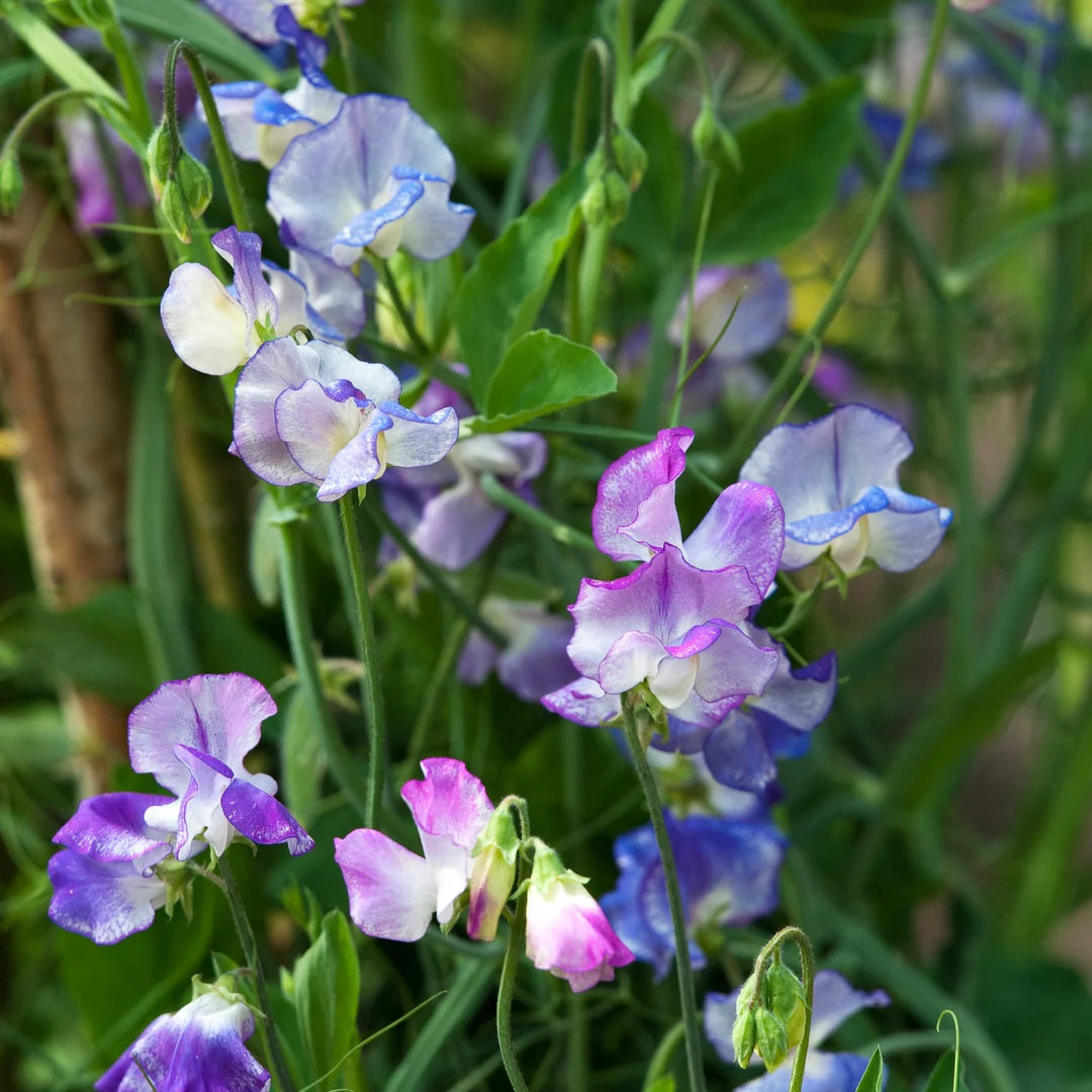 Sweet Pea Seeds - Streamer Mix