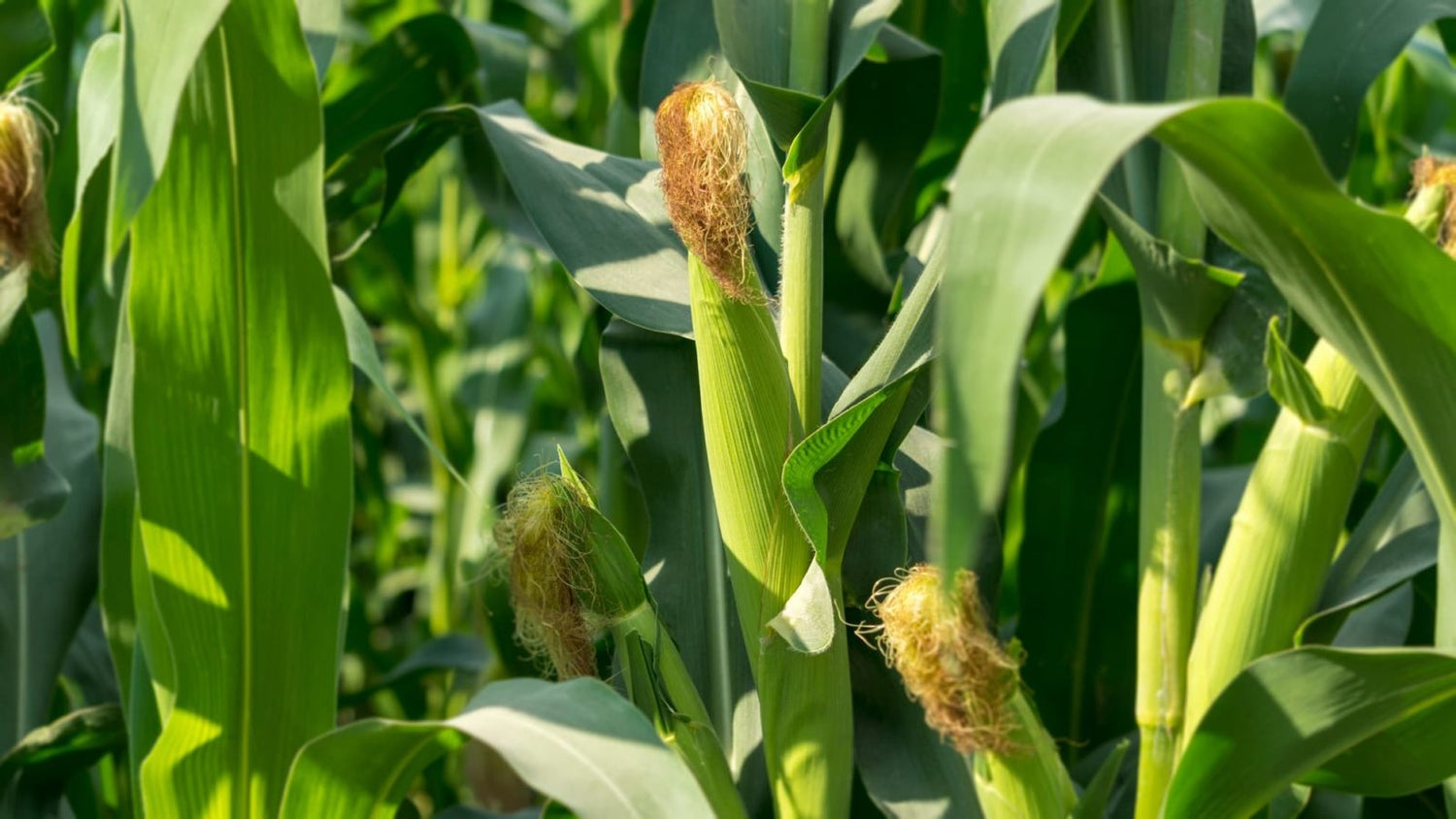 Sweet Temptation Hybrid SE Corn Seeds | Extra-Tender Super Sweet Yellow Corn – Heirloom, Non-GMO, High Germination Organic Garden Seeds