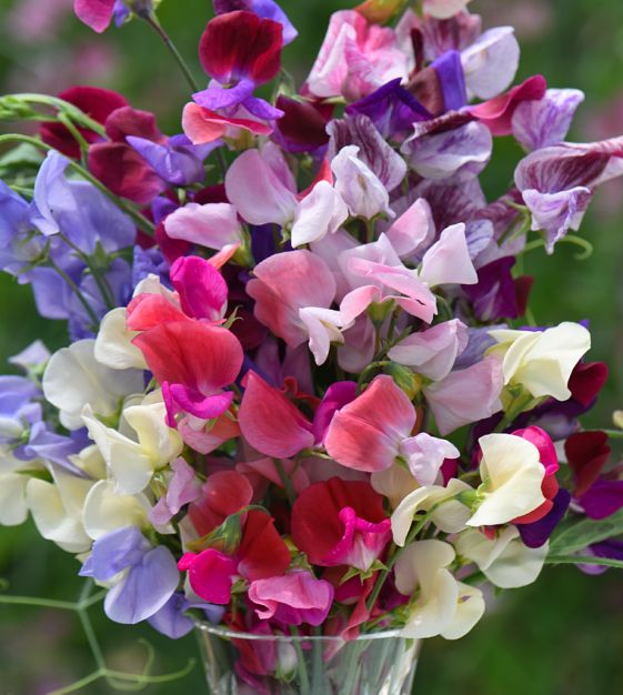 Sweet Pea Seeds - Knee-High Mix