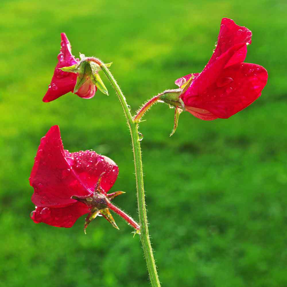 Everlasting Pea Seeds - Red