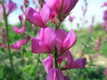 Sweetvetch plant grown from seeds in natural garden