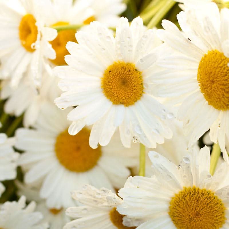 Daisy Lion Head Rare Variety Potted Flower Seeds