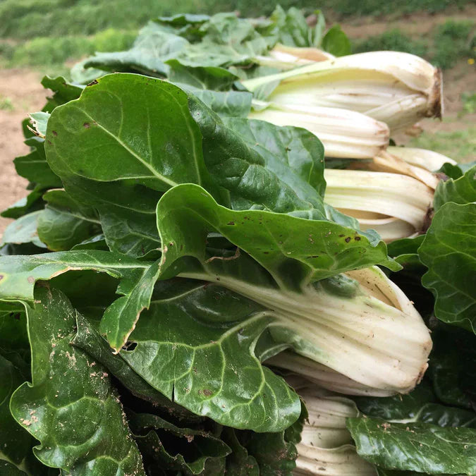 Swiss Chard Seeds - Fordhook