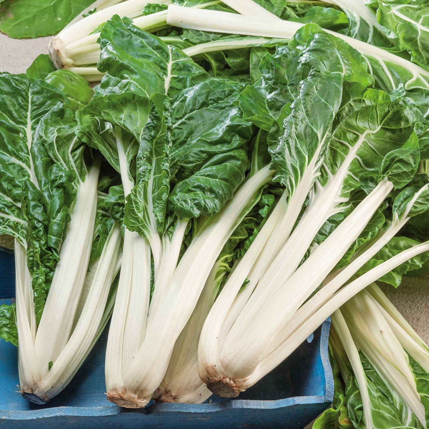 Swiss Chard Seeds - Large White Rib