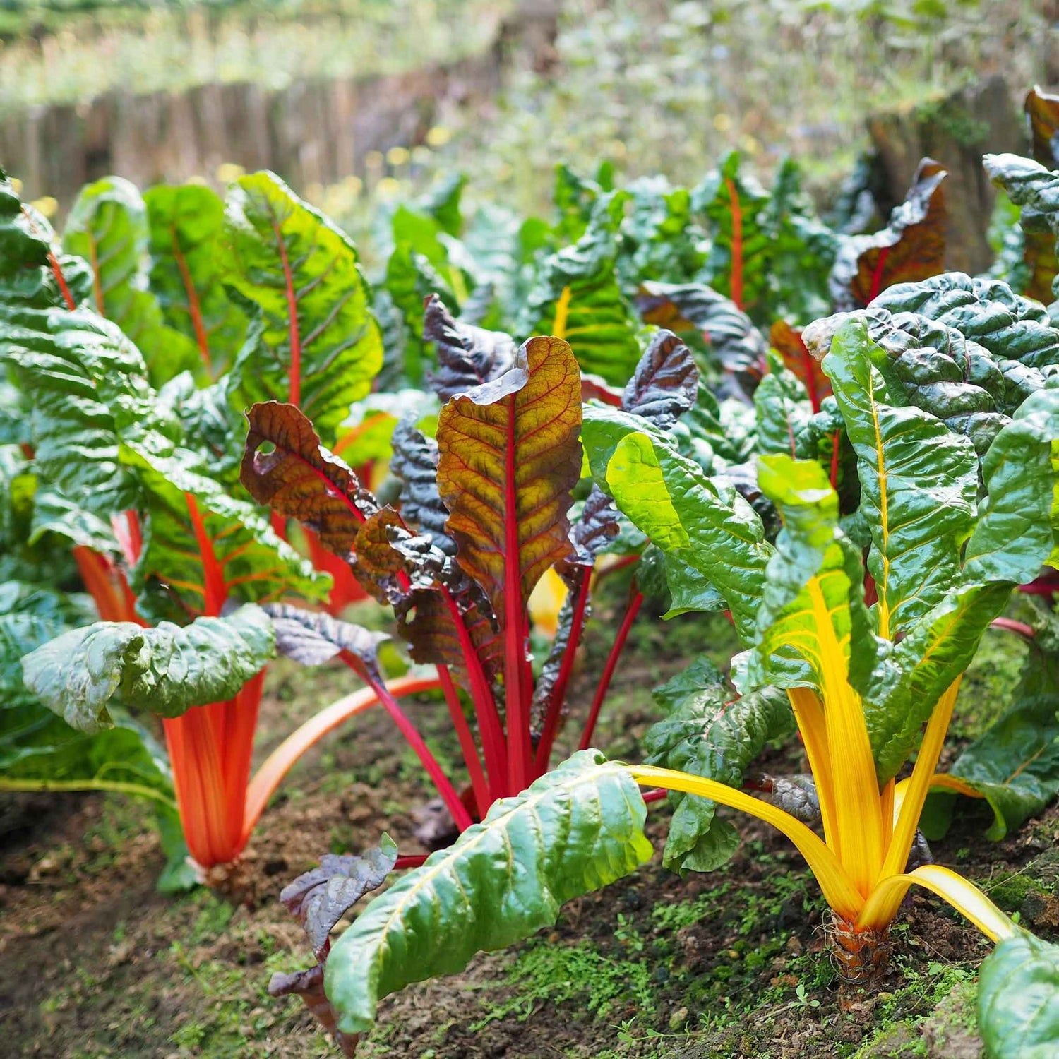 Swiss Chard Seeds (Organic) - Rainbow of Lights