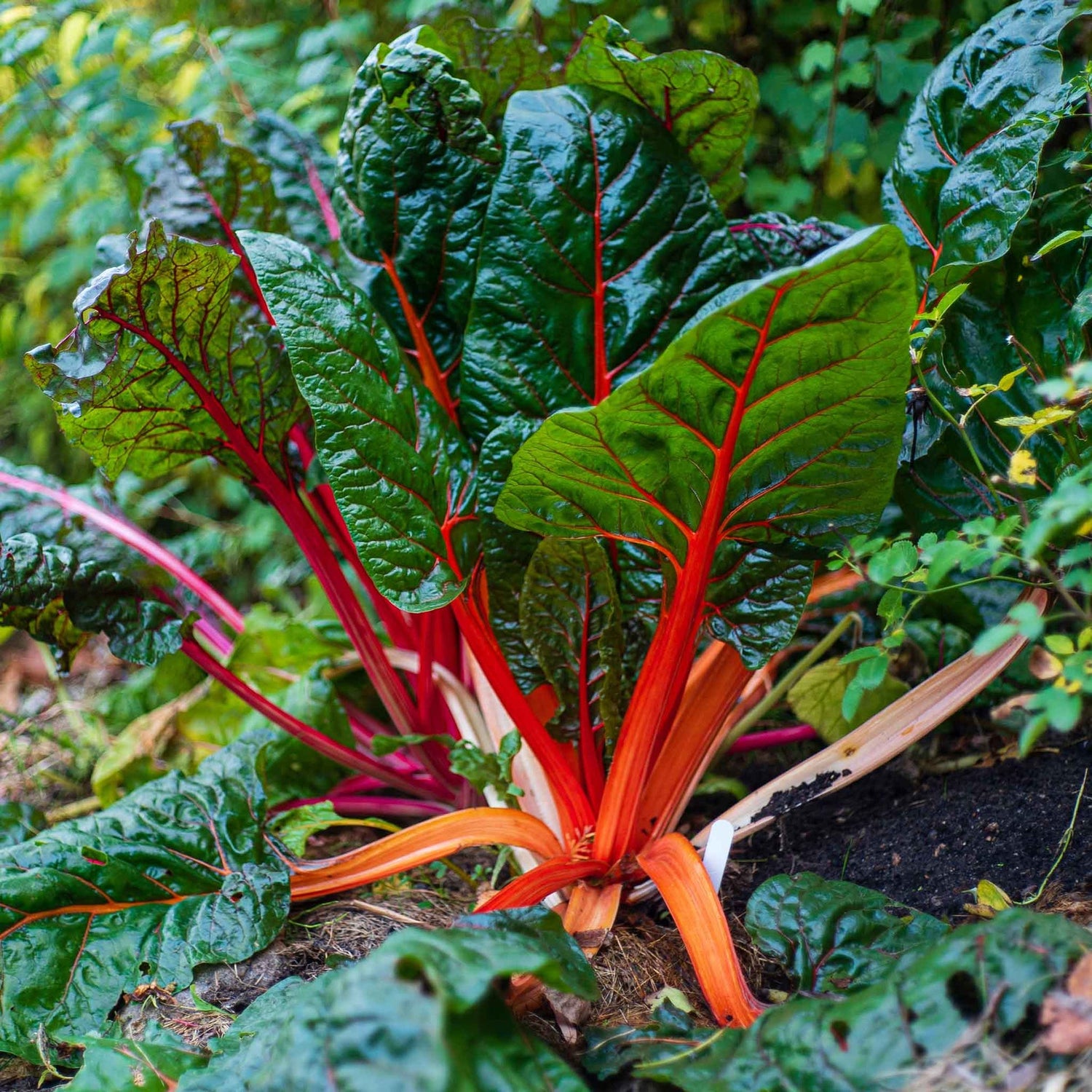 Swiss Chard Seeds (Organic) - Ruby Red