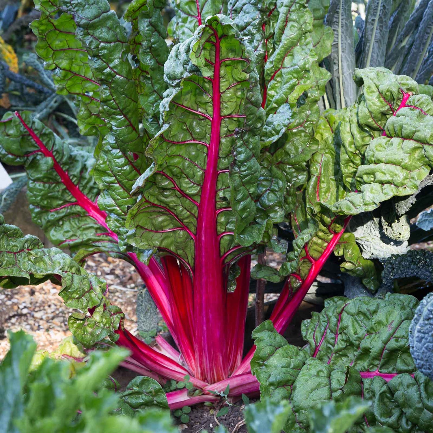 Swiss Chard Seeds - Pink Lipstick