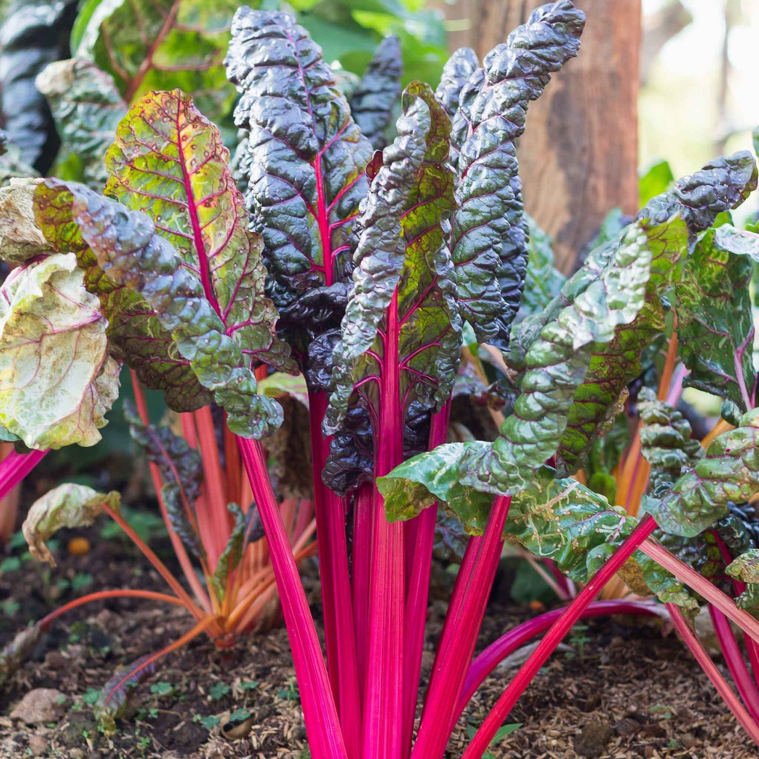 Swiss Chard Seeds - Pink Lipstick