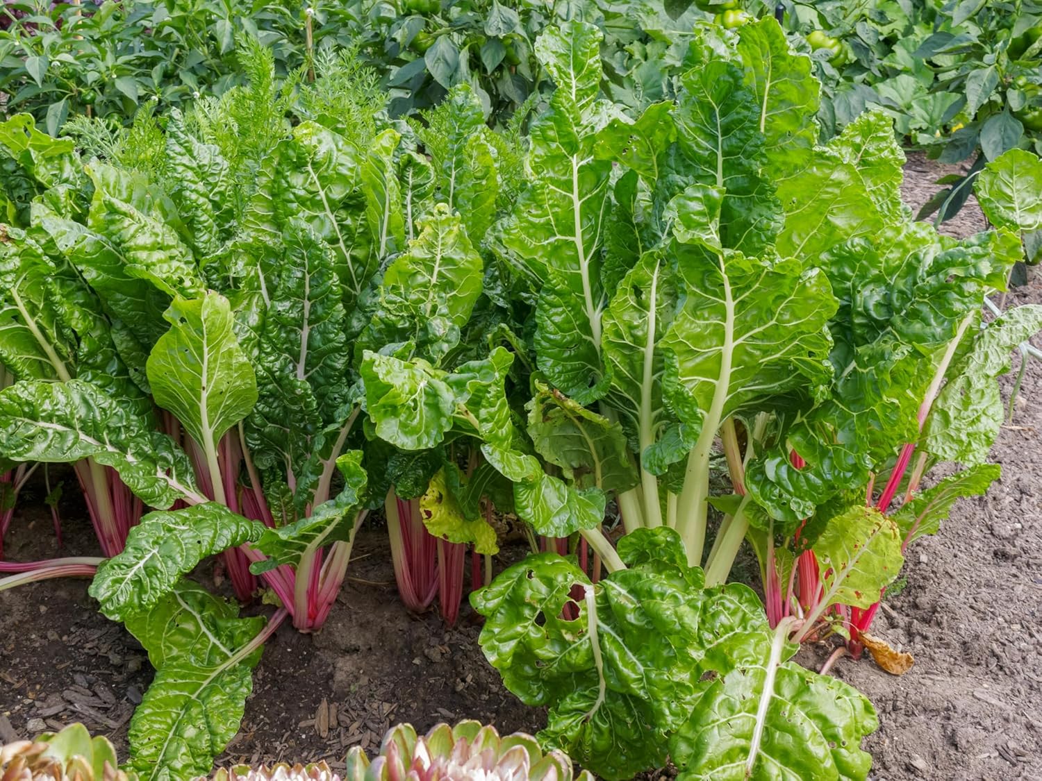 Swiss Chard Plant Seeds for Planting - 100 Pcs pcs - Dharaseeds